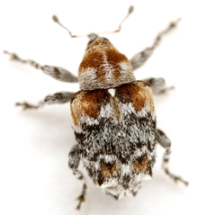 Lignyodes baboquivariensis
