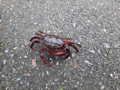 Sayamia bangkokensis