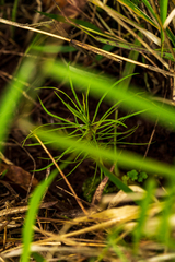 Darwiniothamnus tenuifolius