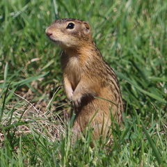 Ictidomys tridecemlineatus