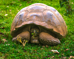 Chelonoidis niger porteri