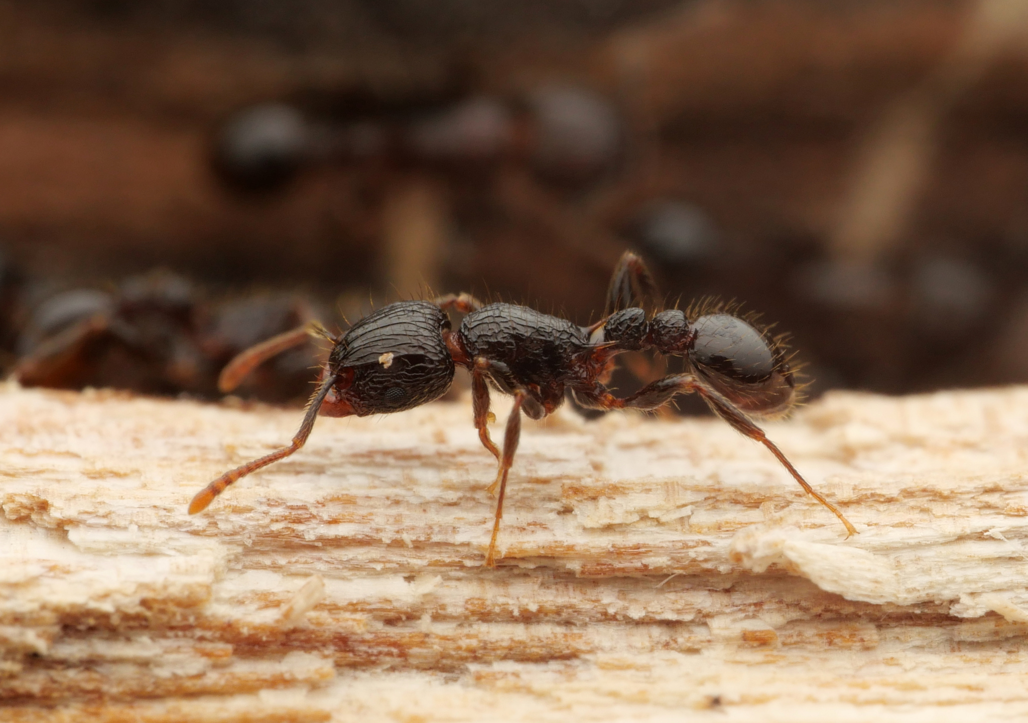 Tetramorium validiusculum