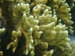 Millepora tenera