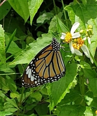 Danaus genutia