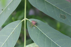 Carpocorini