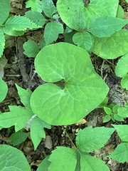 Asarum canadense