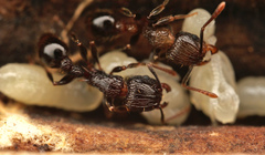 Tetramorium