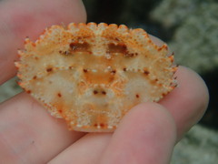 Thalamitinae