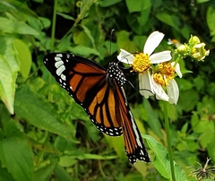 Danaus genutia