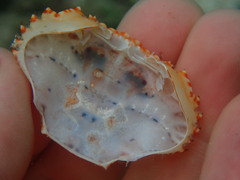 Thalamitinae