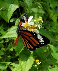 Danaus genutia