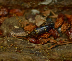 Etorofus obliteratus