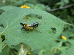 Melanoplini