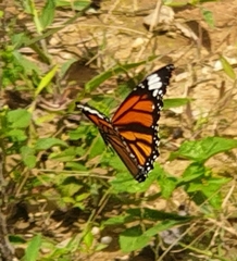 Danaus genutia