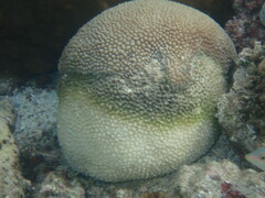 Hydnophora microconos