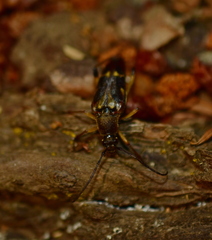 Etorofus obliteratus