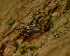 Etorofus obliteratus