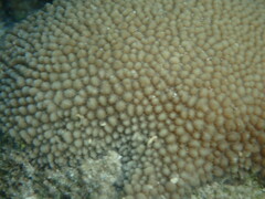 Hydnophora microconos