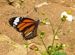 Danaus genutia