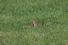 Ictidomys tridecemlineatus