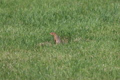 Ictidomys tridecemlineatus
