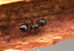 Crematogaster flavitarsis