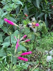 Xylocopa tabaniformis azteca