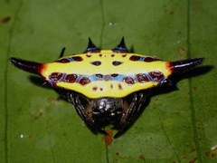 Gasteracantha