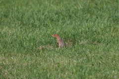 Ictidomys tridecemlineatus
