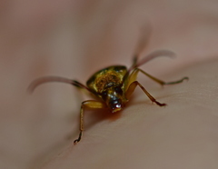 Etorofus obliteratus