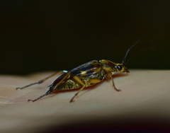 Etorofus obliteratus