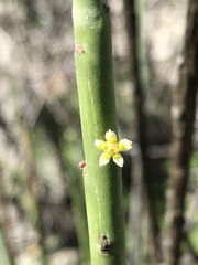 Euphorbia rossiana