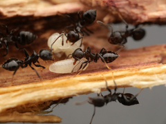 Crematogaster flavitarsis