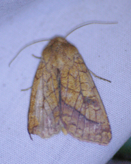 Pyrrhia