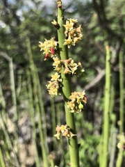 Euphorbia rossiana