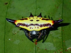 Gasteracantha