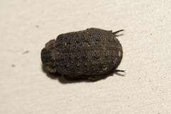 Trogidae