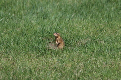 Ictidomys tridecemlineatus