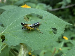 Melanoplini
