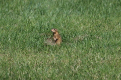 Ictidomys tridecemlineatus