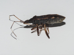 Lygaeoidea