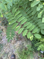 Robinia pseudoacacia