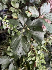 Lamiaceae