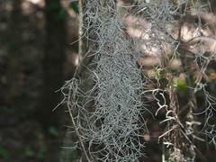 Tillandsia usneoides