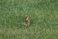 Ictidomys tridecemlineatus