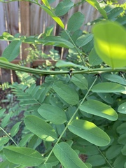 Robinia pseudoacacia