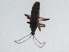 Lygaeoidea