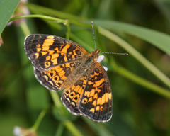 Phyciodes tharos