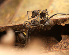 Polyrhachis limbata
