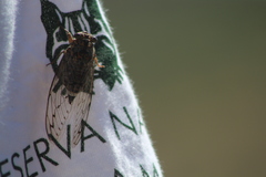 Cicada